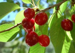 Prunus cerasus Debreceni bőtermő / Debreceni bőtermő meggy